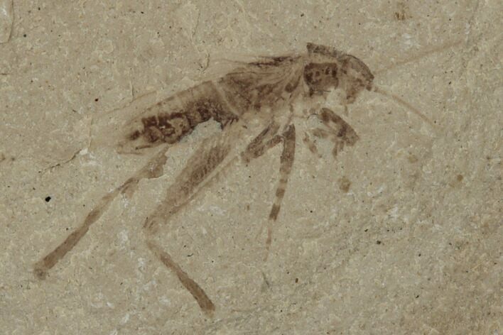 Eocene Fossil Insect (Orthoptera) - Utah #189444